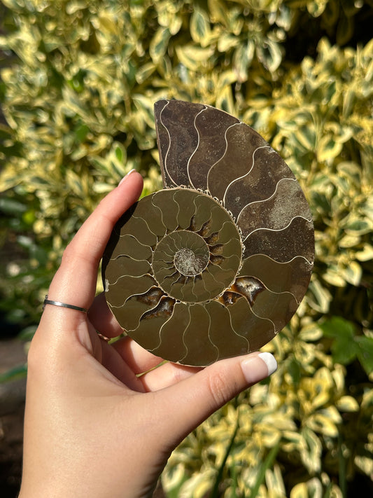 Ammonite Half A