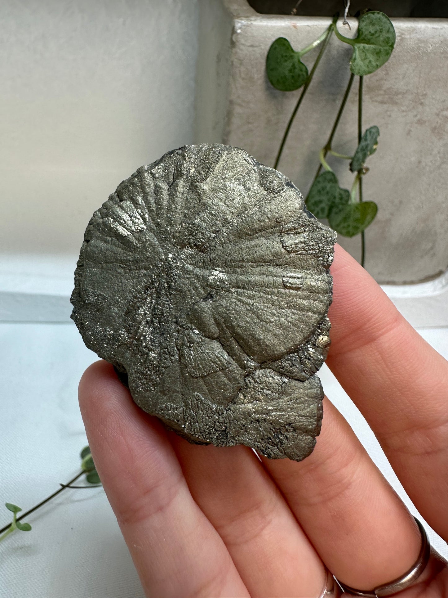 Pyrite Suns