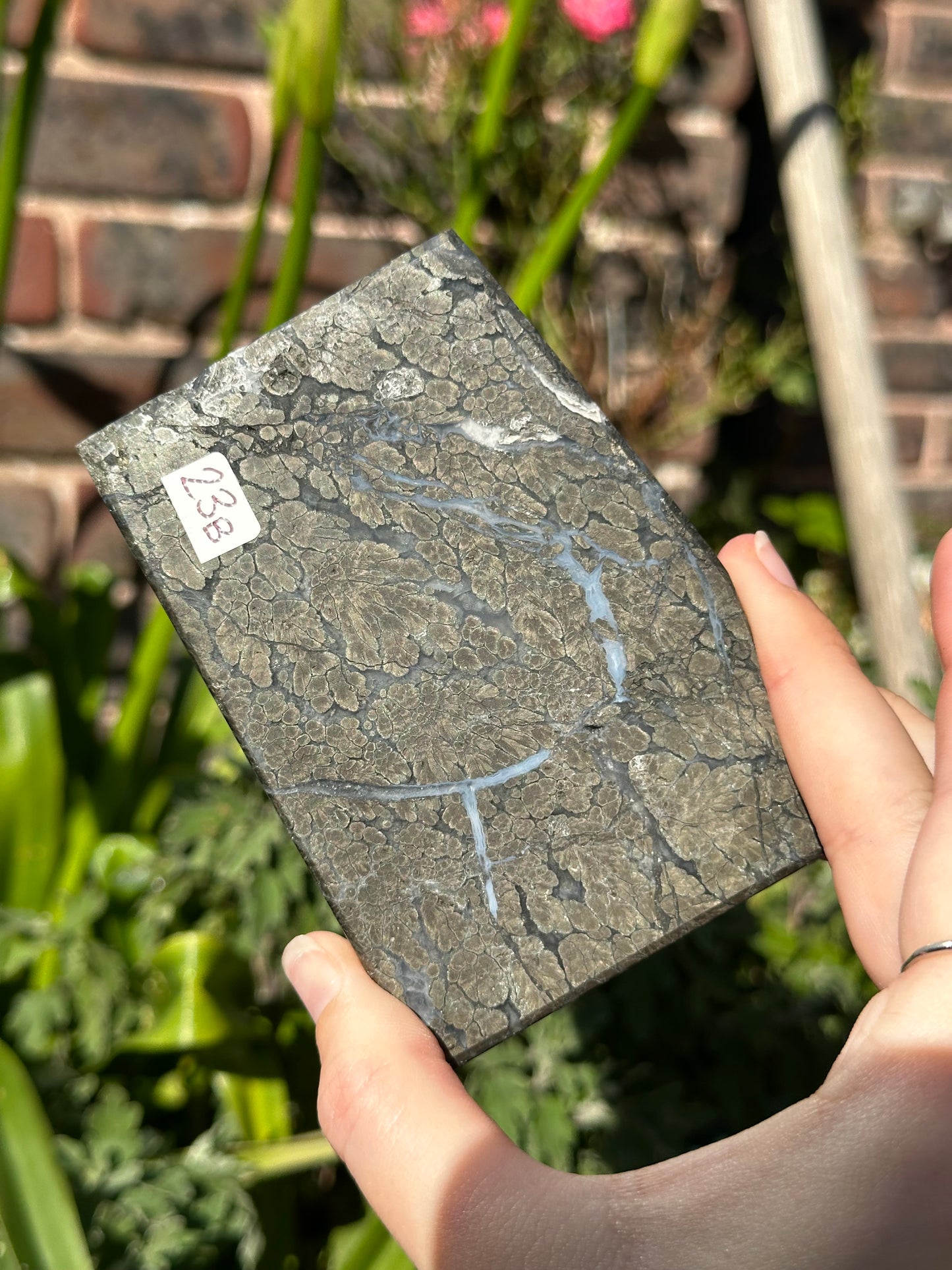 Pyrite in Agate Slab B