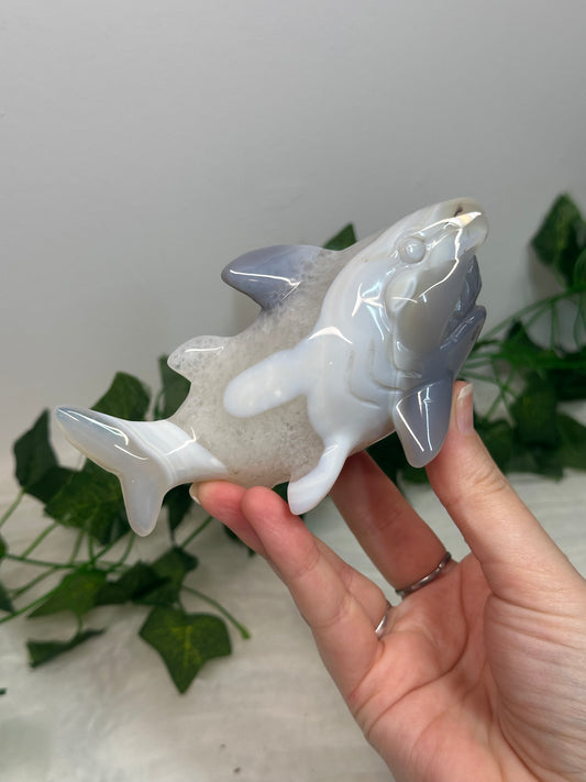 Agate Shark