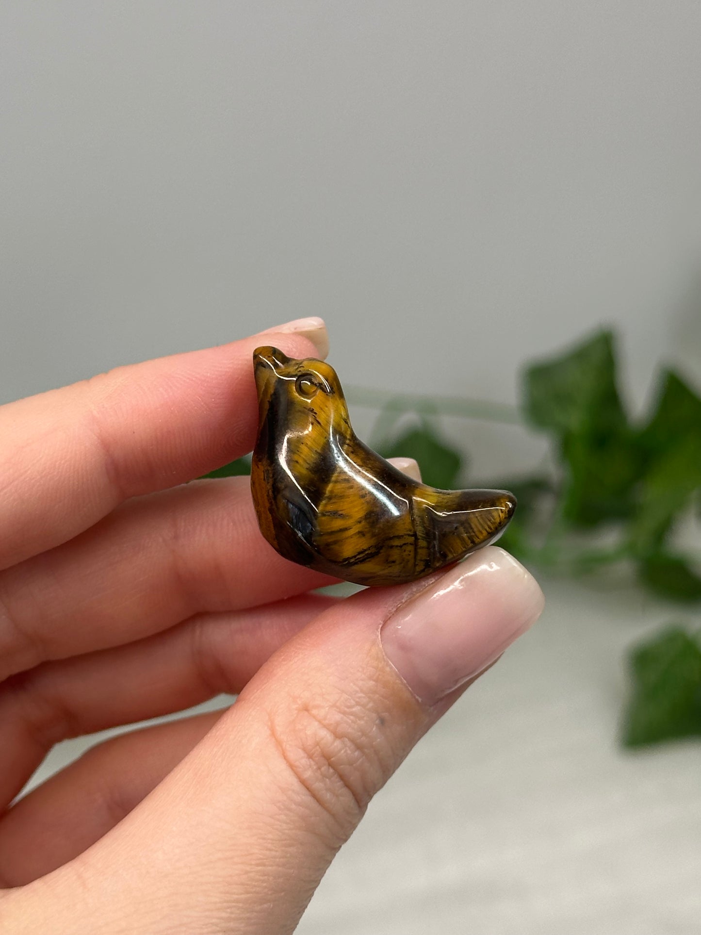 Tiger Eye Bird