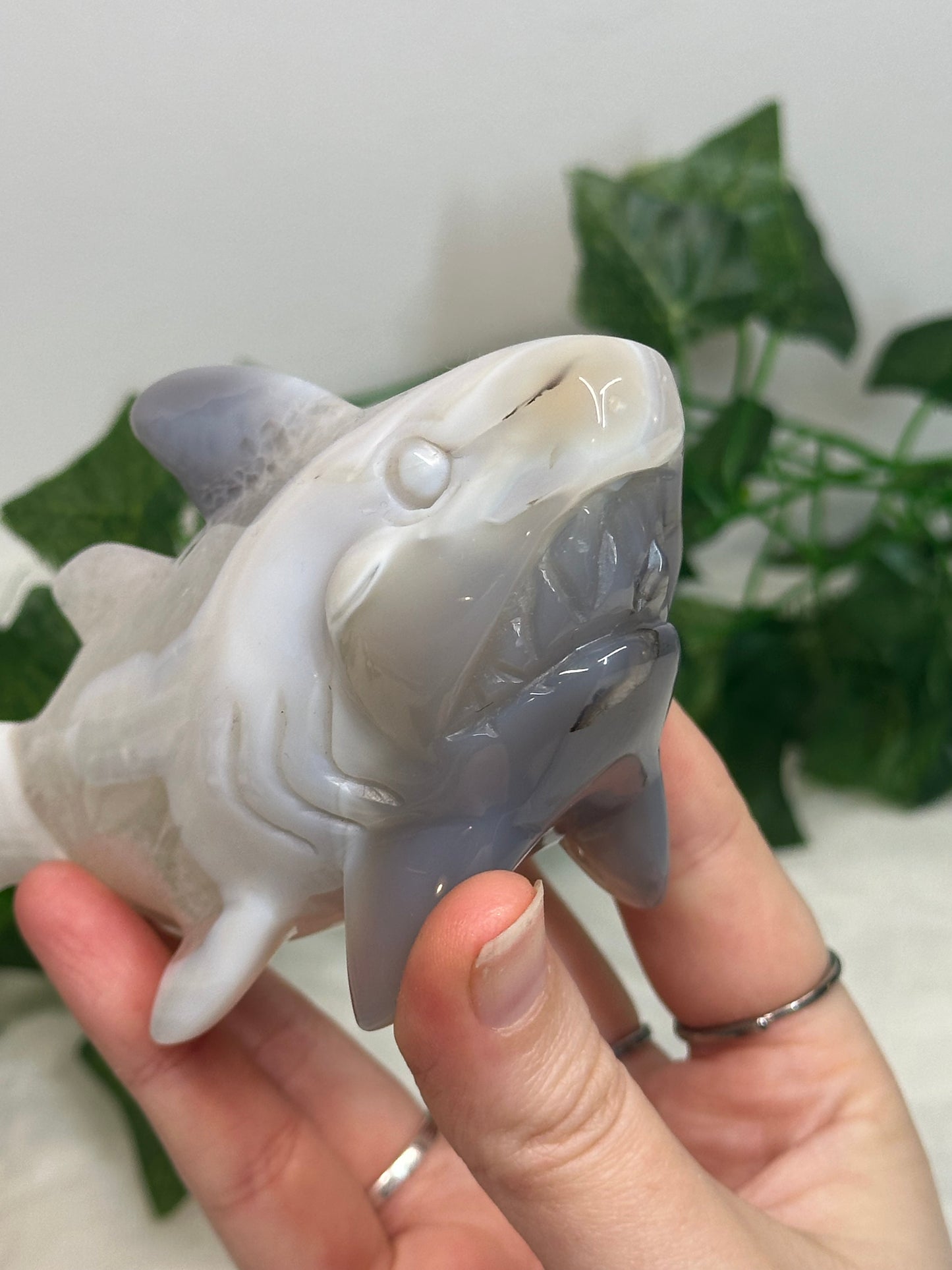 Agate Shark