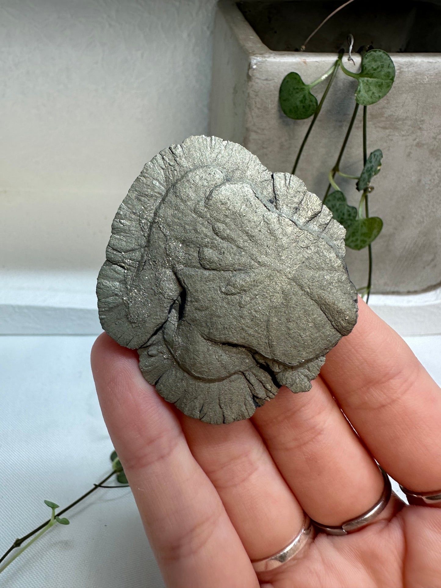 Pyrite Suns