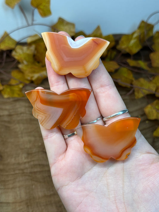 Carnelian Butterfly