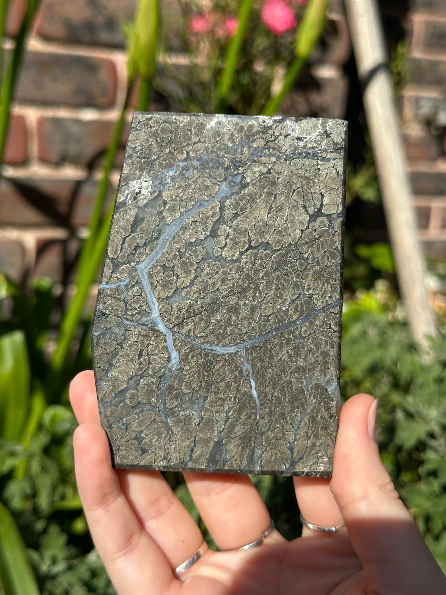 Pyrite in Agate Slab B