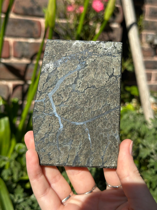 Pyrite in Agate Slab B