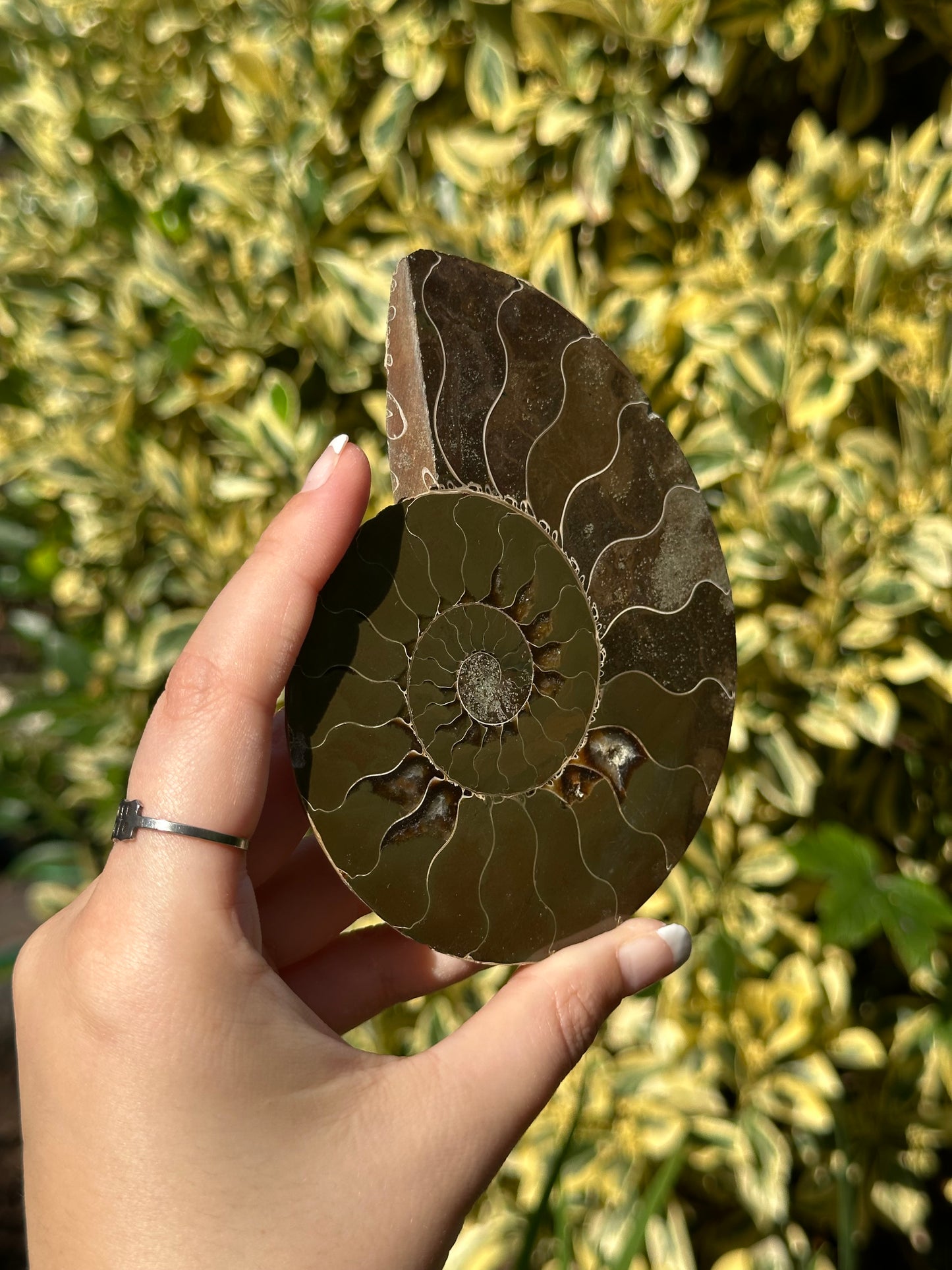Ammonite Half A