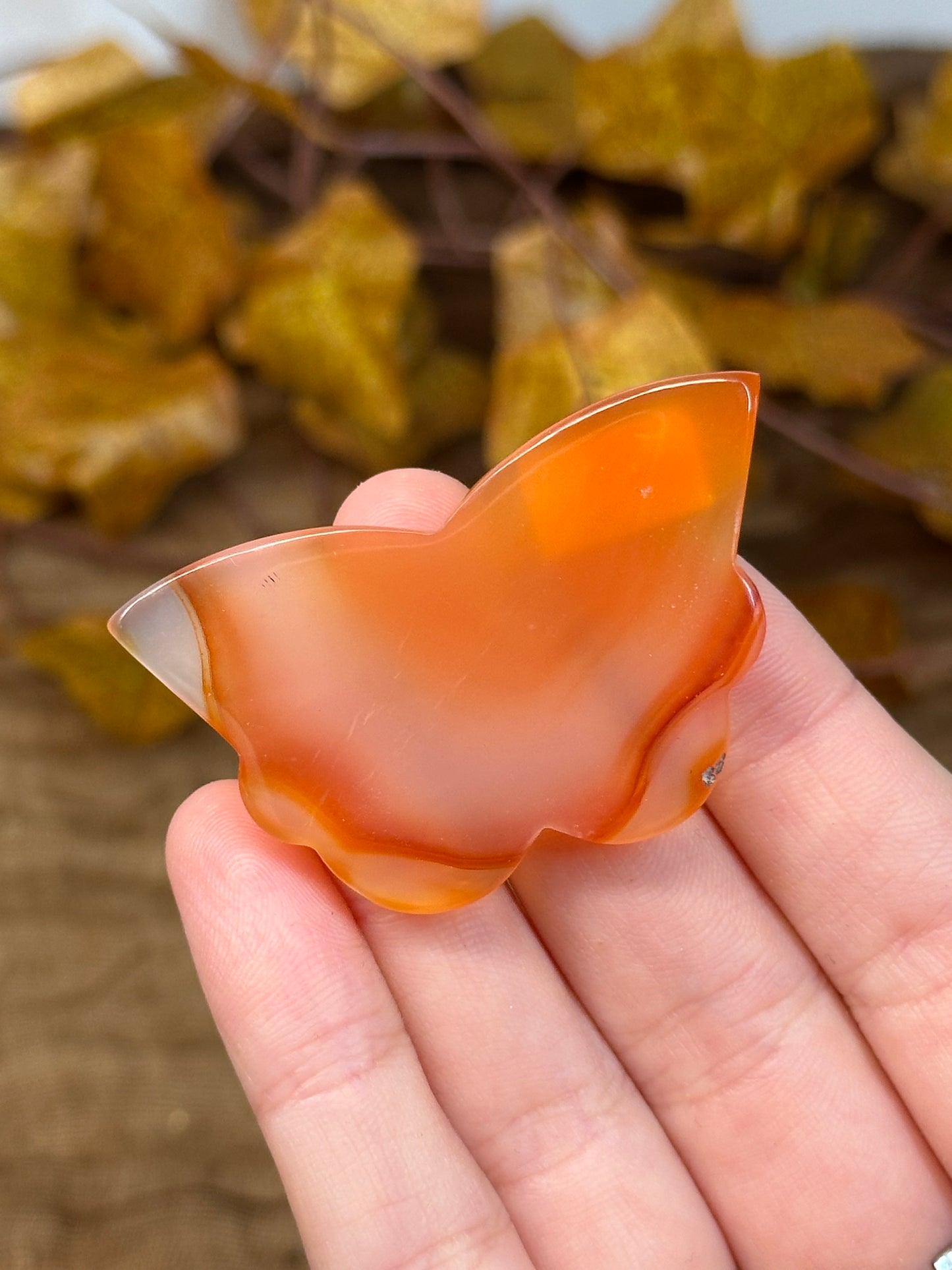 Carnelian Butterfly