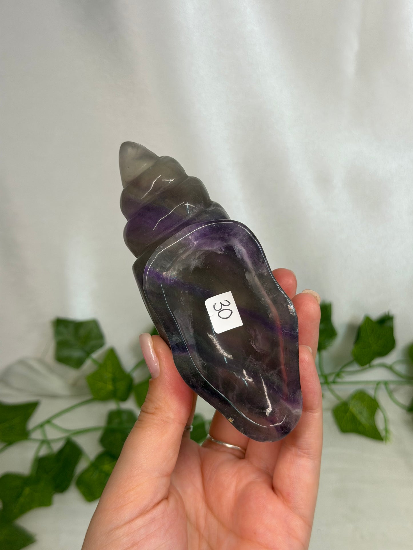 Fluorite Sea Snail