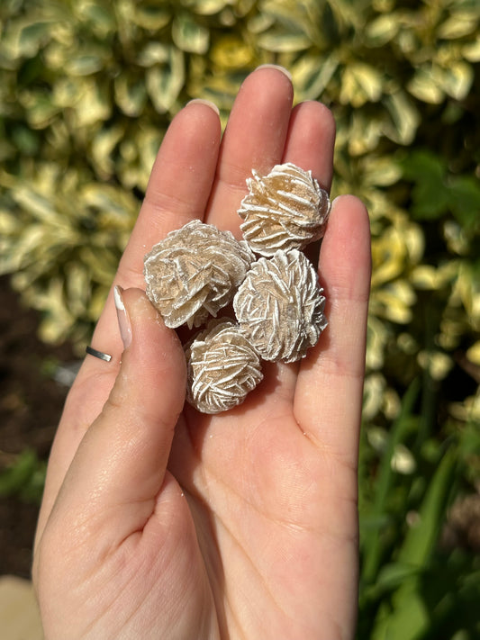 Desert Rose