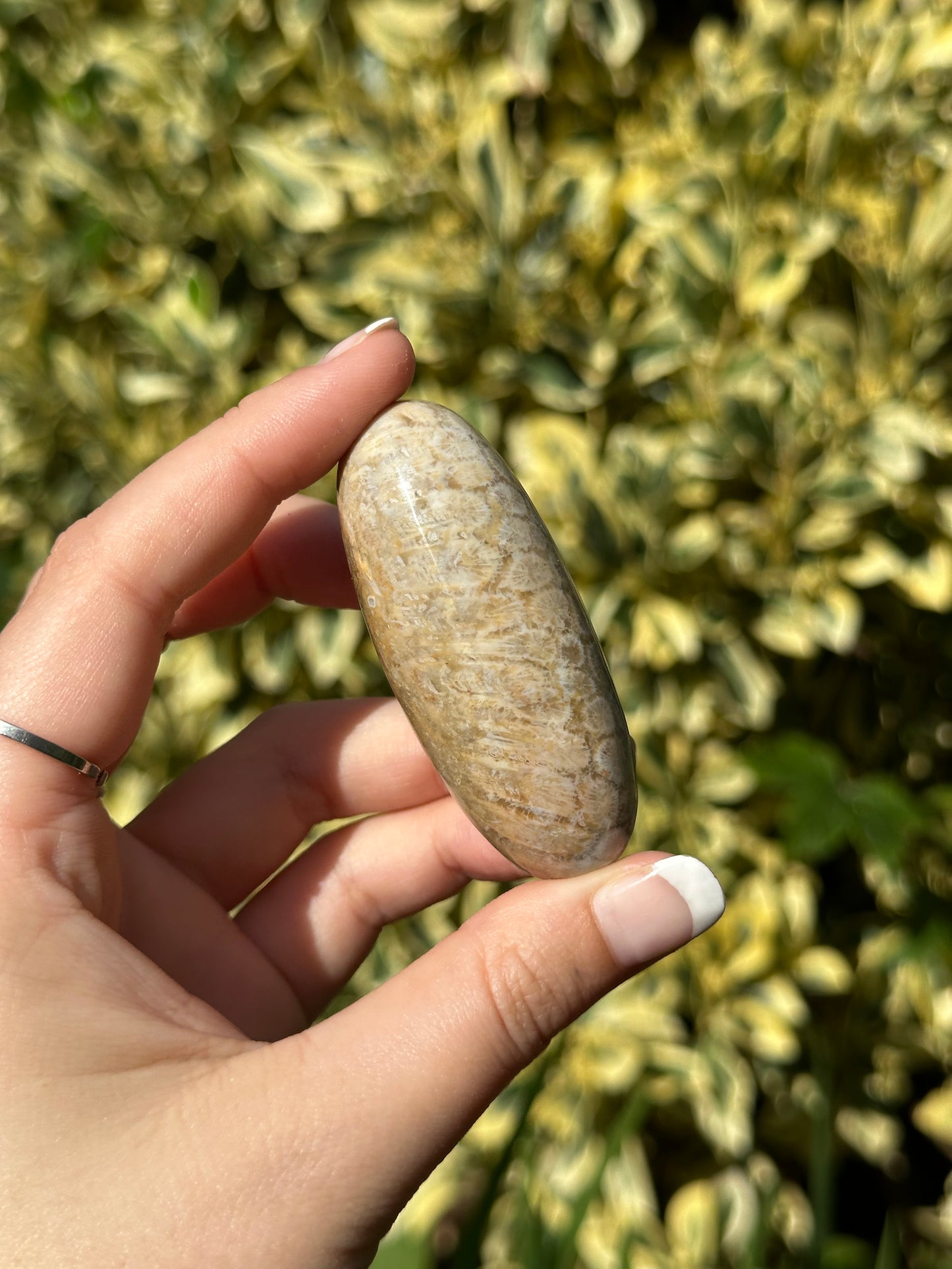 Fossilised Coral Shiva