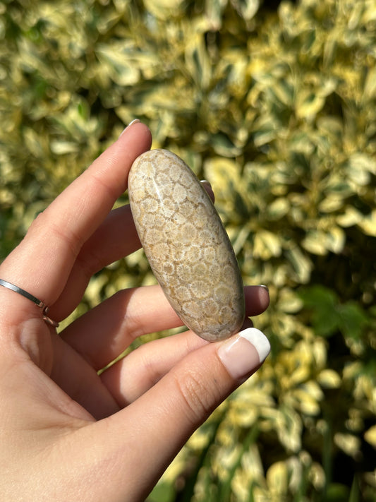 Fossilised Coral Shiva