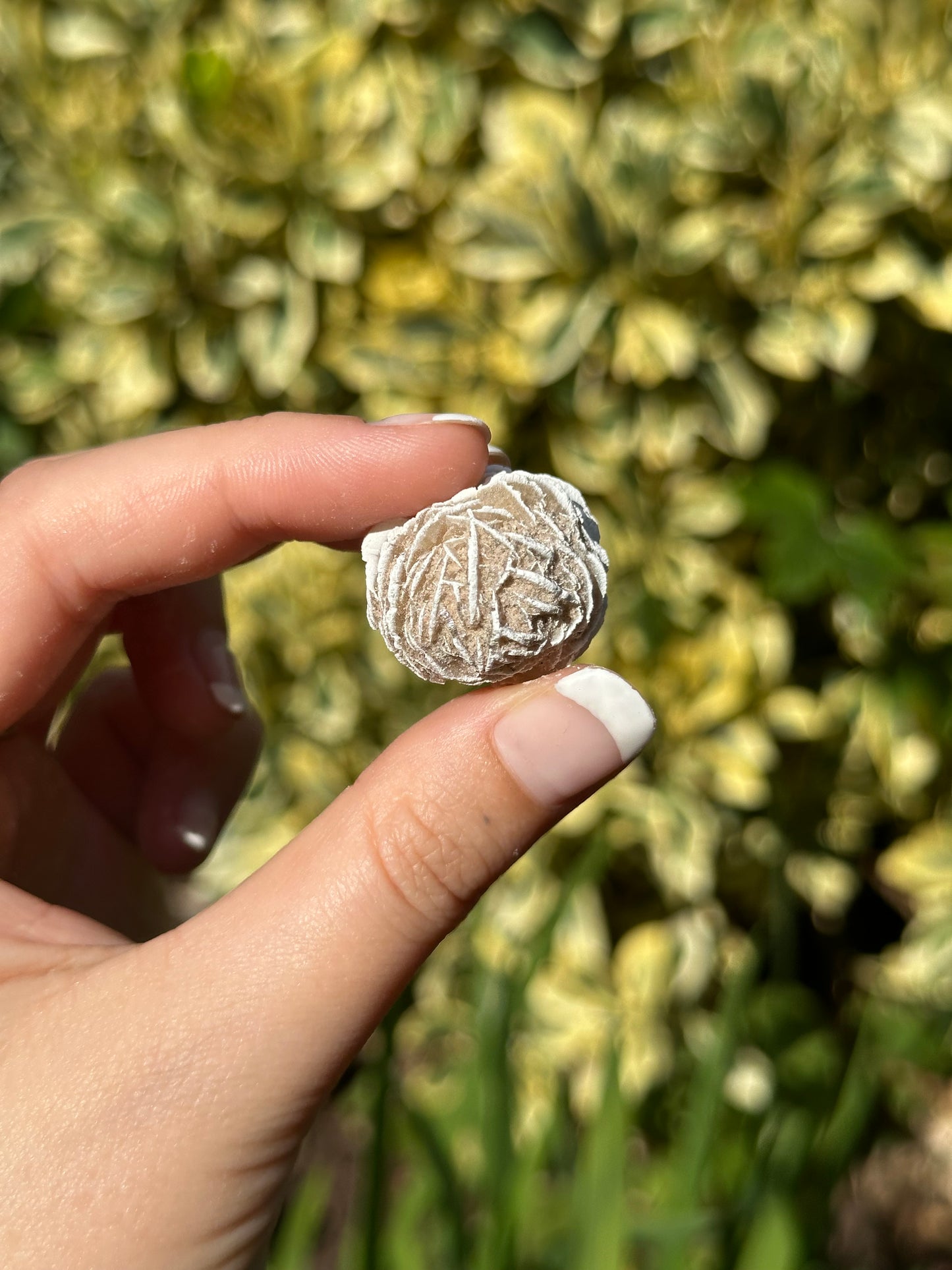 Desert Rose