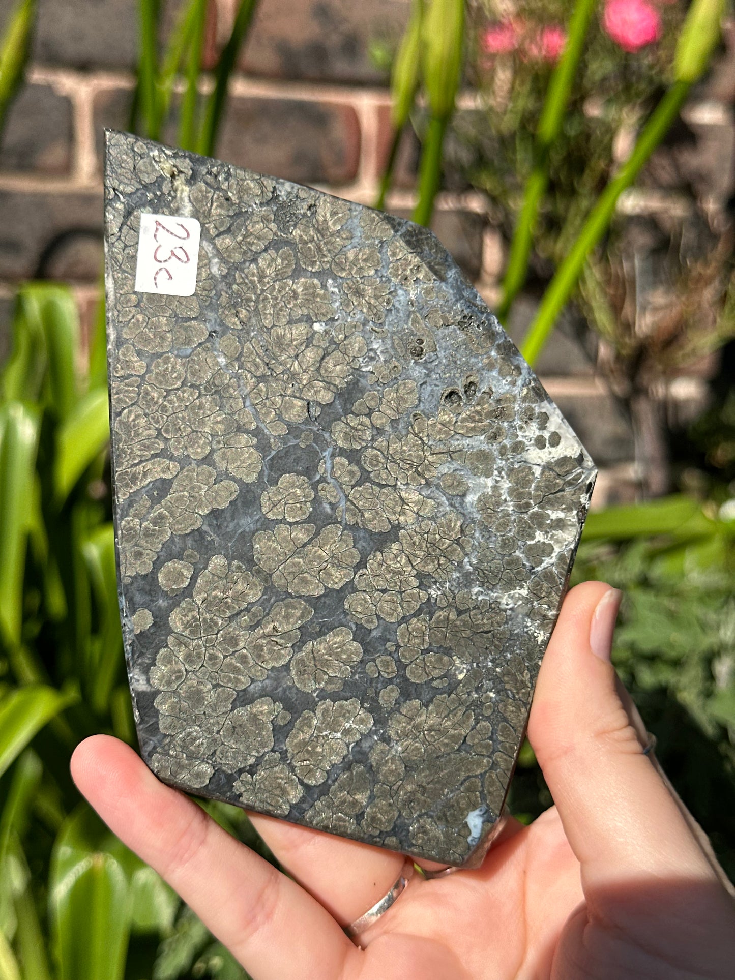 Pyrite in Agate Slab C