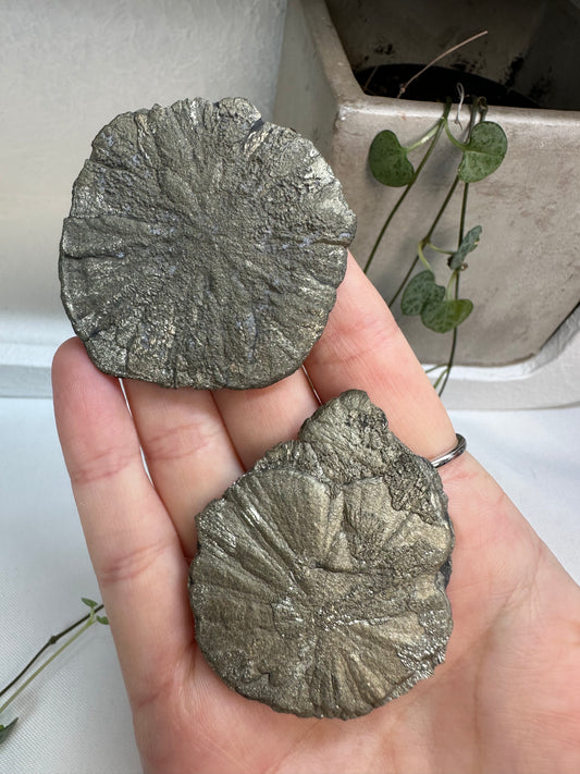Pyrite Suns