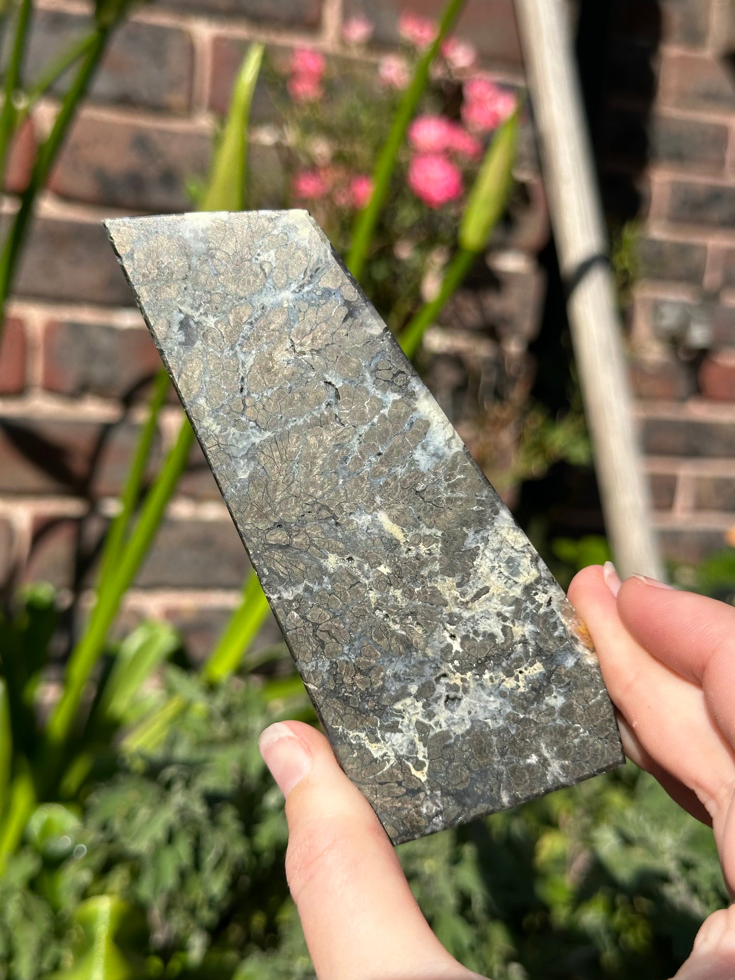 Pyrite in Agate Slab A