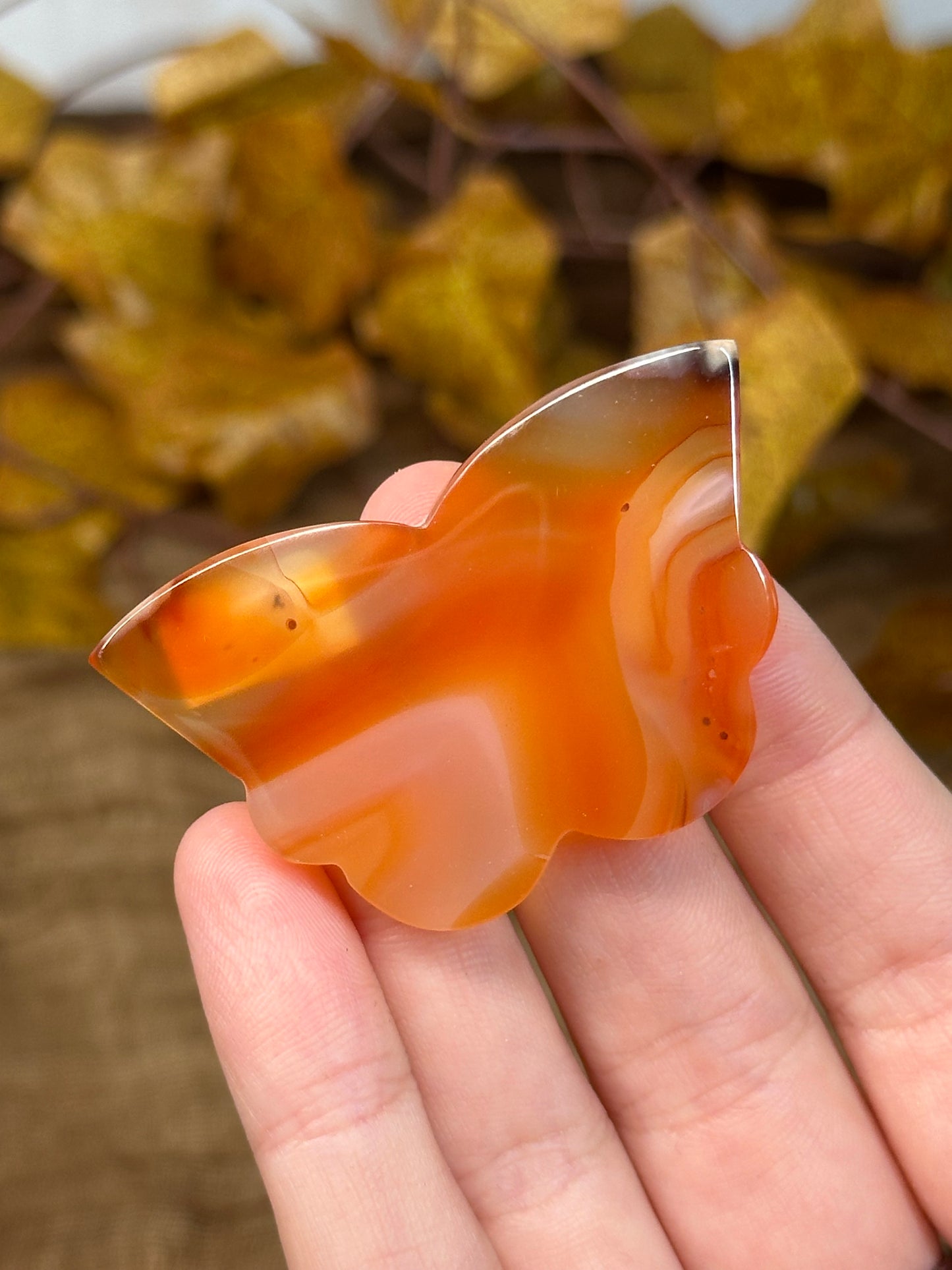 Carnelian Butterfly