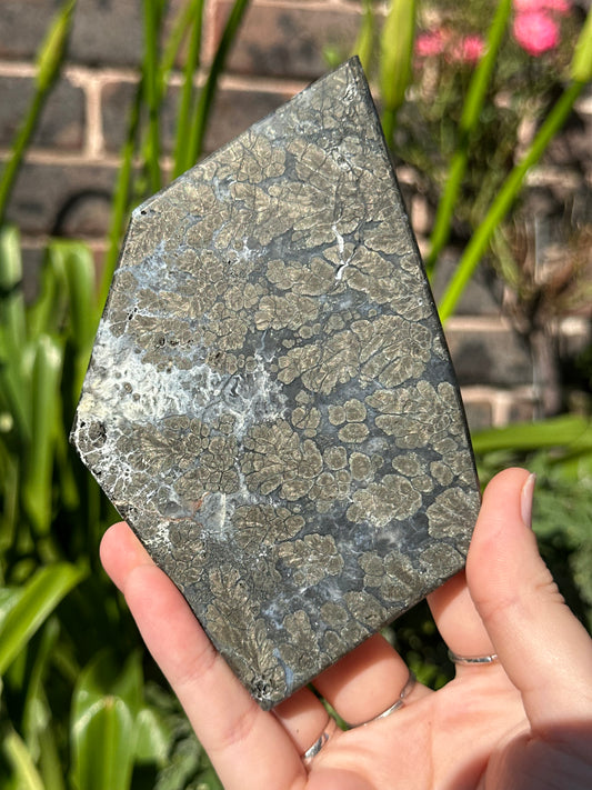 Pyrite in Agate Slab C